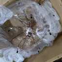 Kalco Lighting Kalco 304852CG Transitional 15 Light Chandelier from Carrara Collection in Gold, Champ, Gld Leaf Finish, Multicolor