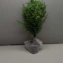 5FT Artificial Topiary Trees for Outdoor Front Porch Dcor, Real Touch Norfolk Pine Tree, UV Rated Fake Potted Plants for Indoor and Outdoor Use