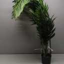 Nearly Natural 52" Artificial Areca Palm Tree, UV Resistant (Indoor/Outdoor)