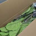 Artificial Fiddle Leaf Fig Tree：6FT Tall Faux Ficus Lyrata Plant Fake Fig Trees Realistic Green Silk Large Leaves with Natural Trunks & Pebbles in Black Planter for Indoor Outdoor Office Home.