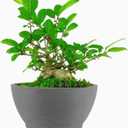 8.26 Gray Ceramic Bonsai Pot with Drainage Holes - Large Unglazed Clay Planter for Ficus Trees, Succulents & Indoor Plants, 4" Deep Round