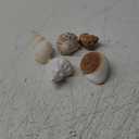 5Pcs Large Hermit Crab Shells Natural Sea Conch Size: 3"-4.5" Turbo Seashells for Hermit Crab Supplies Hermit Crab House for Dcor No Paint or Dye