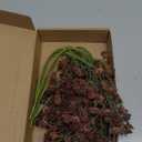 6 Pcs Plum Faux Berry Stems Artificial Dusty Sedum Berry Stems Picks Branches Faux Spray for DIY Holiday Farmhouse Home Mantel Harvest Decorations (16 Inch)