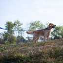 Hyhug Pets Reflective 6 FT Long Leash (Sturdy Jacquard Weave Heavy Duty Nylon Lead for Giant Large Medium Dogs Walking, Jogging,Camping and Training. (6 FT, Classic Blue) (Adjustable 6 feet)