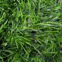 Christmas Cedar Garland with Lights for Mantle - Real Touch 9 Ft Artificial Realistic Faux Pine Garlands for Decoration Outdoor Stairs Railing Fireplace Garland Door Decor