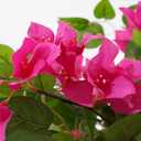 2 Pack Artificial Bougainvillea Tree, 2.5FT Faux Bougainvillea Plant with Vibrant Pink Flowers, Potted Fake Tree for Indoor Outdoor Home Office Garden Porch Decoration