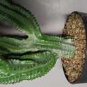 Artificial Cactus 32 INCH Tall Fake Cactus Plants Faux Cacti Saguaro with Planter for Indoor Outdoor Home Office Shop Garden Decoration