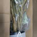 LYERSE Olive Trees Artificial Indoor - Faux Olive Tree 7ft with Large Olive Branches and Lifelike Fruits - Artificial Olive Tree for Modern Home Office House Living Room Decor