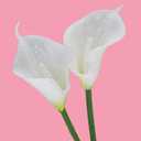 36 PCS Calla Lily Artificial Flowers,12.8'' Latex Fake Lilies for Bridal Wedding Bouquet, Home Decor,Office Party, Table Arangements (White)