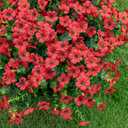 Lnoicy 20 Bundles Artificial Fake Flowers for Outdoor Faux Eucalyptus Flowers for Home Decoration,Fake Plants UV Resistant for Porch/GardenRed