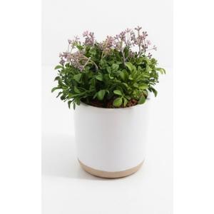 Boxwood Plant - Threshold