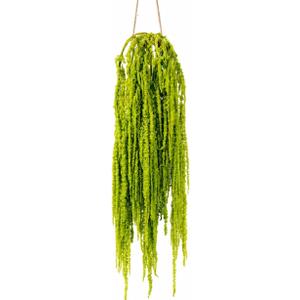 Silva Loup 12pcs Natural Dried Wisteria Hanging Flowers, 30" Preserved Amaranthus Cascading Vines, Real Dried Floral Stems for Wedding Arch, Bouquet, Wall Decor & Boho Home Decor