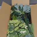 200 Pcs 8 Kinds Mixed Artificial Eucalyptus Stems Bulk Fake Silver Dollar Eucalyptus White Seeds Stems Bundle Faux Plants Greenery for DIY Bouquets Floral Arrangement Wedding Engagement Party Decor