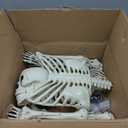 5.4FT Full Size Halloween Skeleton, Life Size Posable Skeleton with Glowing Eyes Scary Sound, Plastic Skeleton with Movable Joints for Halloween Decoration