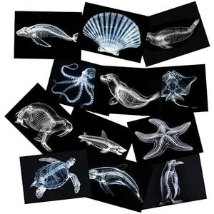 Animal X-Ray Set, Educational Science Kit, Light Table Accessory for Children (Sea Animals)