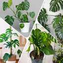 2 x Monstera Potting Soil 1qt - Premium Tropical Blend with Rapid Drainage for Growing and Repotting Monstera Deliciosa (Split-Leaf Philodendron) and Swiss Cheese Plants