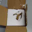 Knot Geometric Sculpture Decor,Mid Century Modern Abstract Figurines,Home Decor Statue,Bookcase Decor,Decorative Accents for Living Room, Coffee Table, Office Desktop, Shelf (Gold)