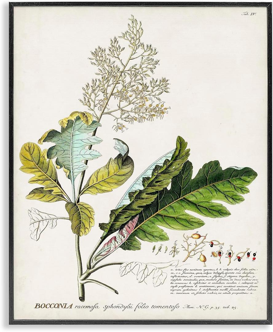 Stupell Industries Botanical Plant Illustration Leaves Vintage Design Black Framed Wall Art, Multi-Color, 16x20 (fap-211_fr_16x20)