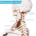 NLShan Human Skeleton Model for Anatomy -Life Size Anatomical Skeleton Medical Model with Nervous System 70.8 in with Rolling Stand for Study and Display Colorful Posters
