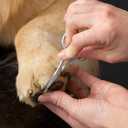 Tweezerman Pet Grooming Scissors, Stainless Steel Rounded Tip Trimming Shears for Dogs and Cats