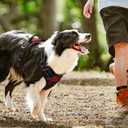 rabbitgoo Dog Harness No Pull with 2 Leash Clips, Adjustable Soft Padded, Reflective Oxford No Choke Pet Vest with Easy Control Handle for Medium Sized Dogs, Red Plaid, M
