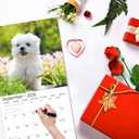 3 x windrio 2026 Wall Calendar, Calendar 2026, July 2025 - December 2026, Wall Calendar Maltese, 12" x 24" Opened,Full Page Months Thick & Sturdy Paper for Calendar Organizing & Planning