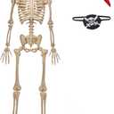 JOYIN 5 FT Halloween Posable Skeleton Life Size, Full Body Moveable Joints Pirate Skeleton with Eye Patch & Bandana, Halloween Decoration Outdoor Skeletons for Haunted House, Spooky Scene Theme Party
