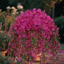 2Pcs Outdoor Faux Hanging Flowers Artificial Morning Glory with Eucalyptus Leaves UV Resistant Look Real Fake Plants for Outside Planter Porch Patio Balcony Yard Decor (Fuchsia)