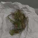 Shop Succulents | Assorted Collection of Tropical Tillandsia Air Plant Kit, Hand Selected Variety Pack | Collection of 12