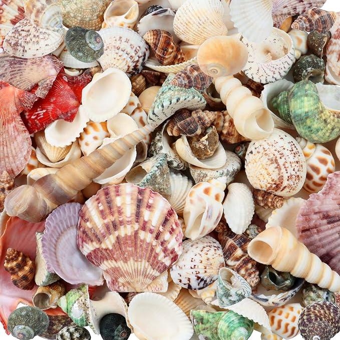 WEOXPR 200 Pcs Sea Shells Bulk Mixed Ocean Beach Seashells for Kids, Various Sizes Natural Sea Shell for Crafts, Home Decorations, Beach Theme Party, Wedding Decor, DIY Crafts, Crafting Shells