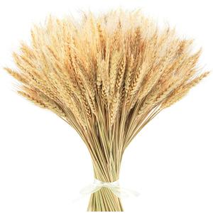 Uieke 17.7 Inches Dried Wheat Stalks, 400 Stems Dried Flowers 100% Natural Wheat for Home Kitchen Wedding Party Table Centerpiece Harvest Wreath Boho Farmhouse DIY Decoration