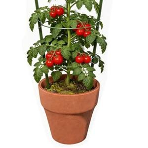Vine Trellis Support 17.7" Flowers Plants Cage Triple Plastic Pillar with Iron Rings Vine Plants Holder Stand Small Pot Plant Trellis for Home Garden Balcony, 8 Pcs