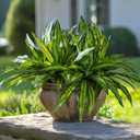 4 Pcs Artificial Greenery Stems Dracaena Faux Branches Artificial Plants Realistic Fake Dracaena Greenery Realistic Plants for Indoor Outdoor Porch Patio Home Office Living Room Decor (Light Green)
