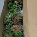 SEEKO Succulents Plants Artificial (3 Pack) - Indoor Fake Succulents with Black Pot