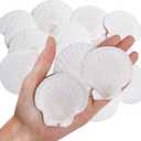 30PCS Natural Scallop Shells White Sea Shells for Decorating from Sea Beach Real Seashells for DIY Craft Painting Ocean Themed Party Wedding 2''-3''