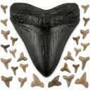 Megalodon Shark Giant Tooth Replica + 25 Real Fossilized Shark Teeth & Identification Guide | Authentic Prehistoric Paleontology Archeology Fossil Kit | Meg Tooth Display