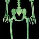 Crazy Bonez Pose-N-Stay Glow in The Dark Life Size 5 FT Skeleton with Realistic Posable and Movable Joints for Halloween Indoor and Outdoor Decoration