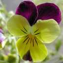 Viola, Clear Crystal Black