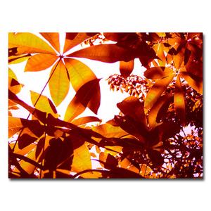 Trademark Fine Art Light Coming Through Tree Leaves Artwork by Amy Vangsgard, 18 by 24-Inch