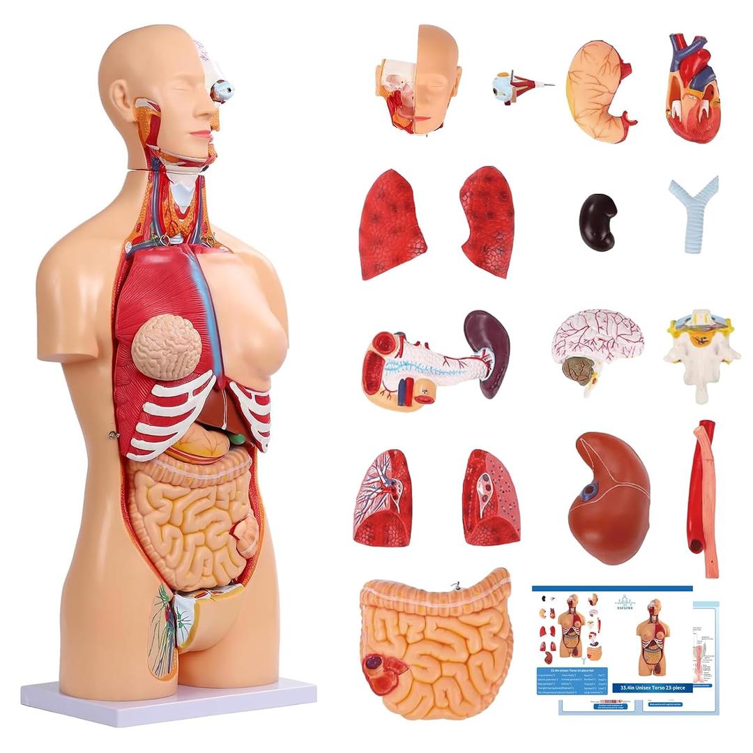 Dual-Sex Human Body Model 33.4", 32 Part Removable Human Torso Anatomy Model with Heart Brain Visceral Organ Muscular Layers Bone Vessels Includes Manual for Medical Scientific Education
