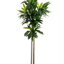 6 ft. Artificial Dracaena Tree with Real Touch Leaves