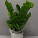 Briful Faux Plants Indoor 17" Artificial ZZ Plants in Ceramic Pot Fake Potted Zamioculcas Silk Plants for Home Table Decor Bedroom Aesthetic (1Pack)