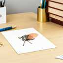 ibasenice 2pcs Realistic Cicada Insect Model Toys for Kids, Lifelike Simulation Cicadas Figures for Insect Theme Party, Home Decoration, Educational Play, 3.34 * 2.75 * 1.18inch