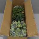 Set of 3 Assorted Small Potted Succulent Plants Fake Aloe String of Pearls Hops Succulents in Gray Geometric Concrete Ceramic Pots for Gifts Modern Home Office Desk Table Indoor Outdoor Greenery Decor