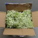 240 Pcs Baby Breath Artificial Flowers Bulk, Fake White Baby Breath Flowers for Wedding Bouquet Home Party Decor, 11.8 Inch (Green and White)