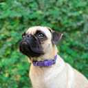 Tuff Pupper Classic Heavy Duty Dog Collar | 10x Stronger Than Leather | 100% Waterproof & Odor Proof Dog Collar | Tough Rust-Proof All Metal Hardware, Small