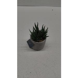 Bambeco Tabletop Decoration Plant