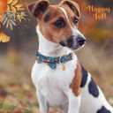 Faygarsle Bow Tie Dog Collar Halloween Fall for Small Medium Large Dogs Fashionable Cute Collars for Male Female Dogs Orange Cotton Collar with Metal Buckle Pumpkin Chestnuts Pattern M
