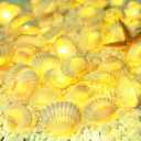 Natural Seashells String Lights, 40LED Beach Decoration USB Plug in with 8 Modes Remote Control, Waterproof Ocean Fairy Lights for Bedroom Party Indoor Outdoor Wedding Holiday Christmas (White)