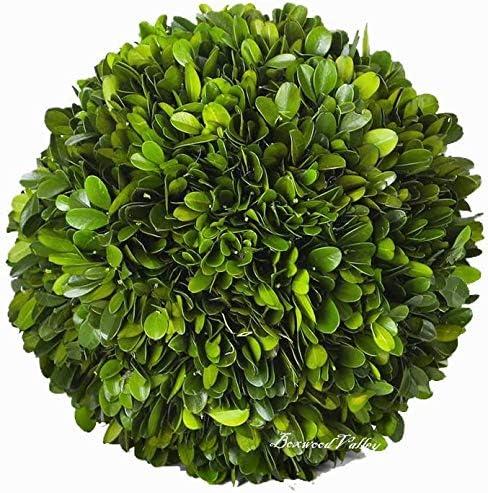 Boxwood Decorative Ball Preserved Real Boxwood Leaves Green Plants Home Decors for Christmas Thanksgiving Days Gifts Stay Fresh for Years Indoor Use Only (Small Ball, 6 inch)